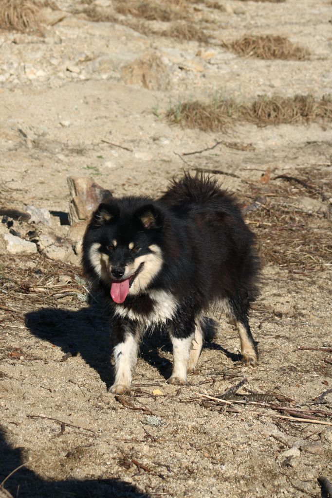 Les Chien finnois de Laponie de l'affixe De La Vallée D'Ayme