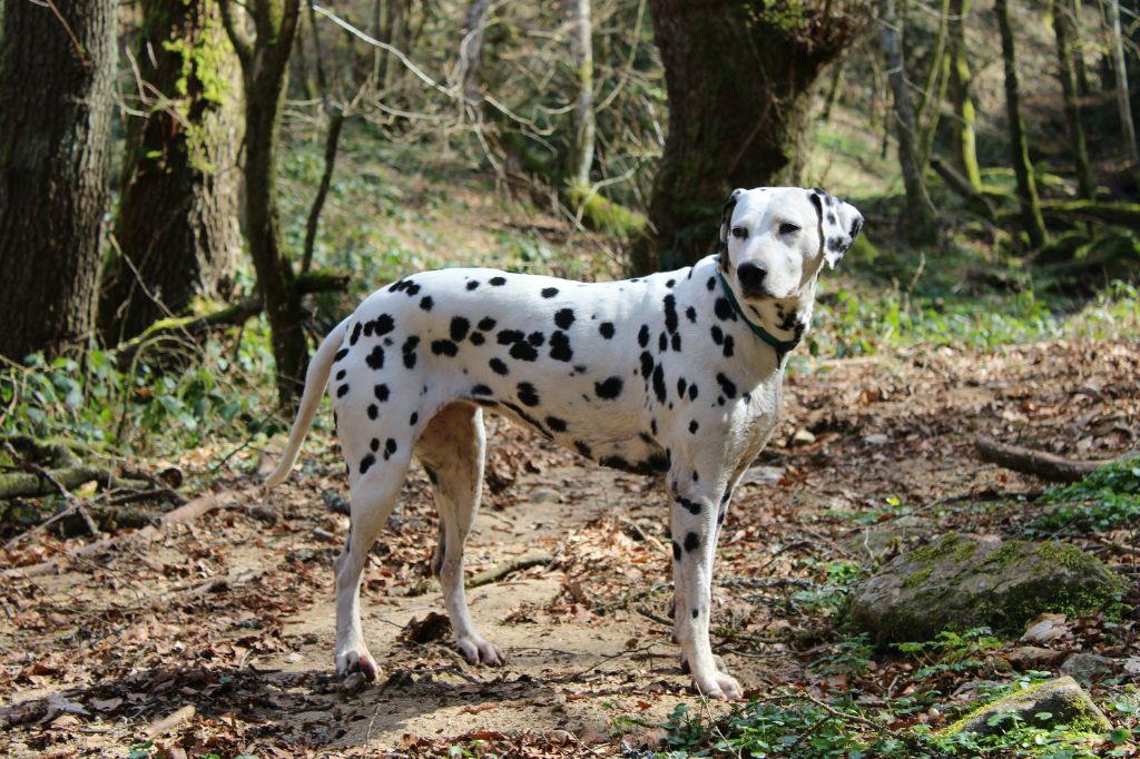 Ma diva De la crique du Flojule