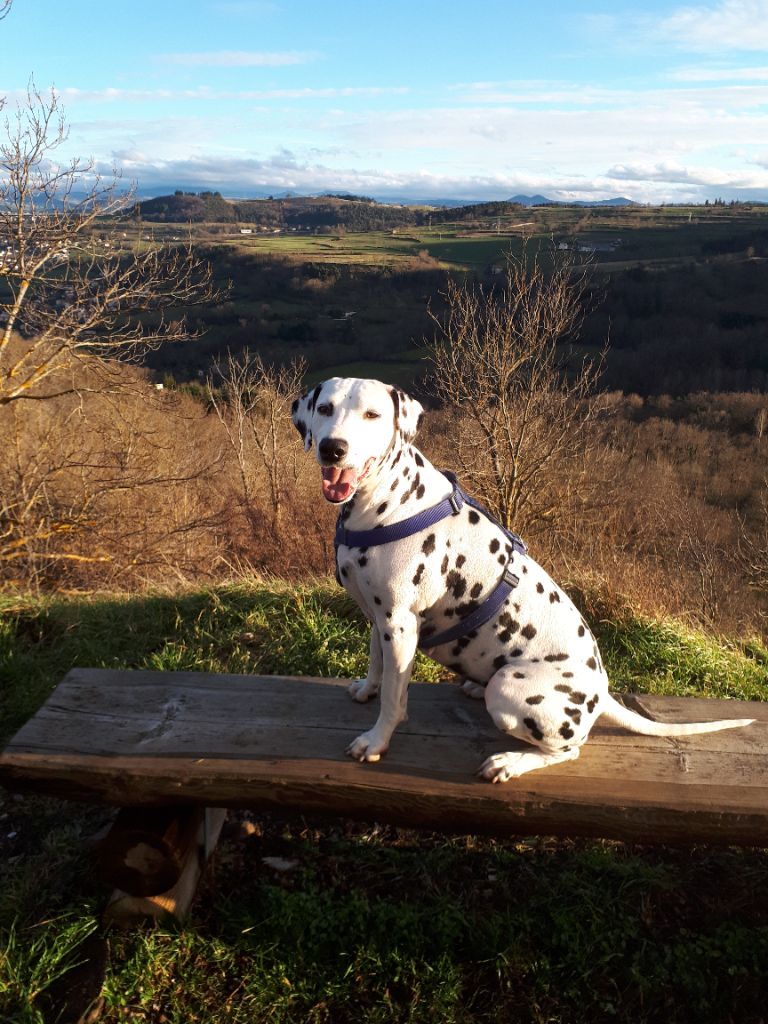 Ma diva De la crique du Flojule