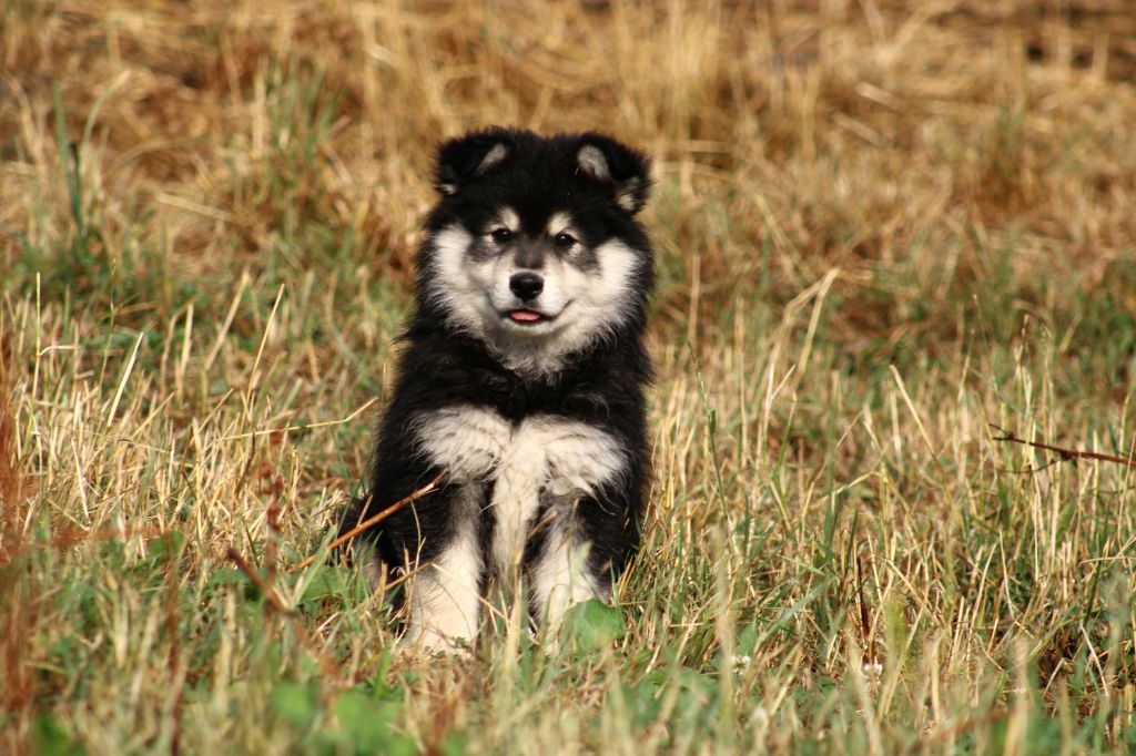 De La Vallée D'Ayme - Chiots disponibles - Chien finnois de Laponie