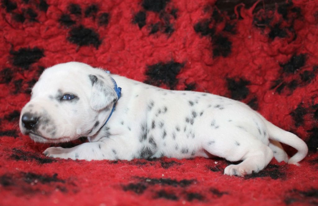 De La Vallée D'Ayme - Chiots disponibles - Dalmatien