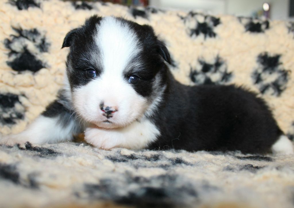 De La Vallée D'Ayme - Chiots disponibles - Chien finnois de Laponie