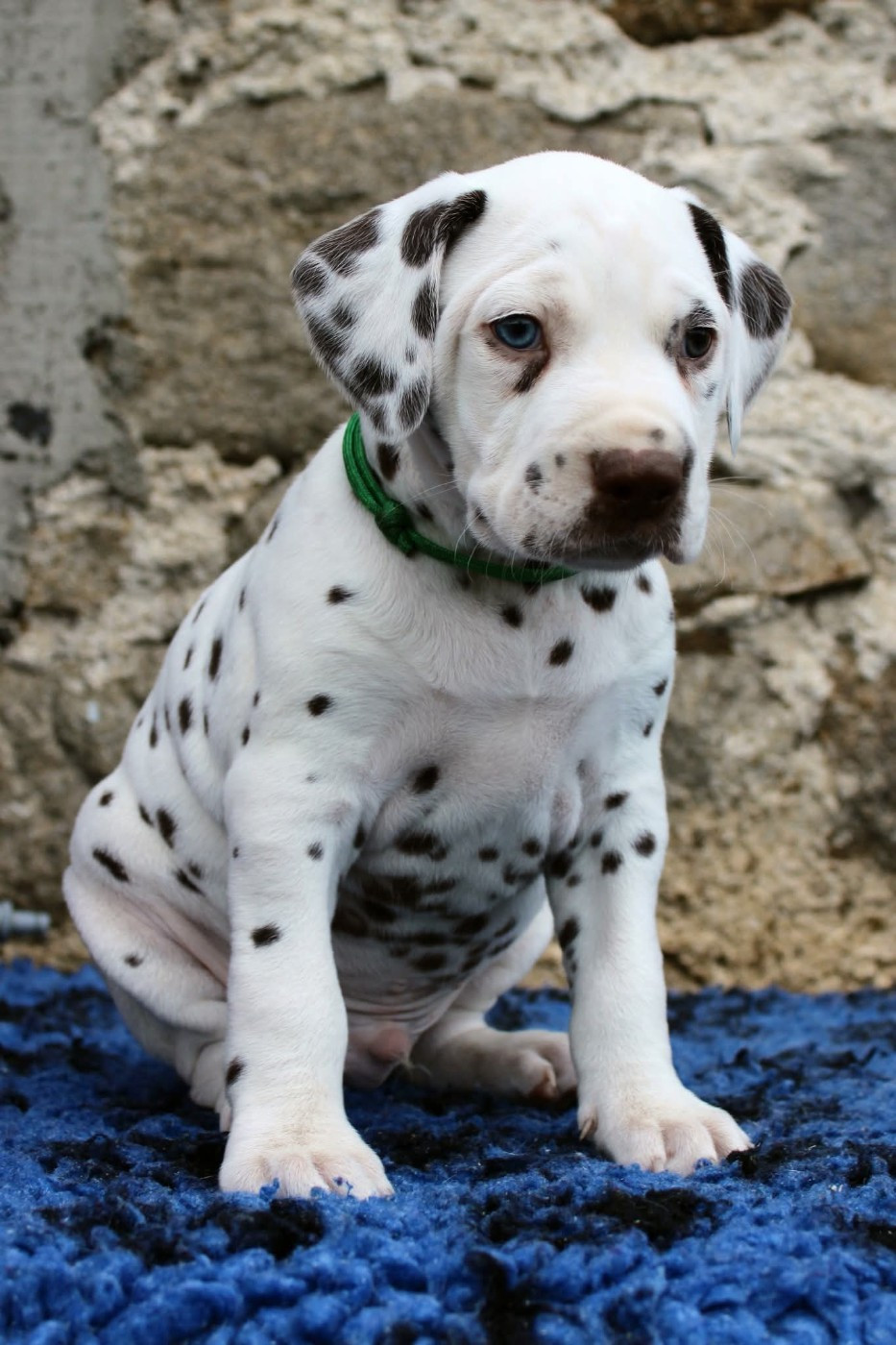 De La Vallée D'Ayme - Chiots disponibles - Dalmatien