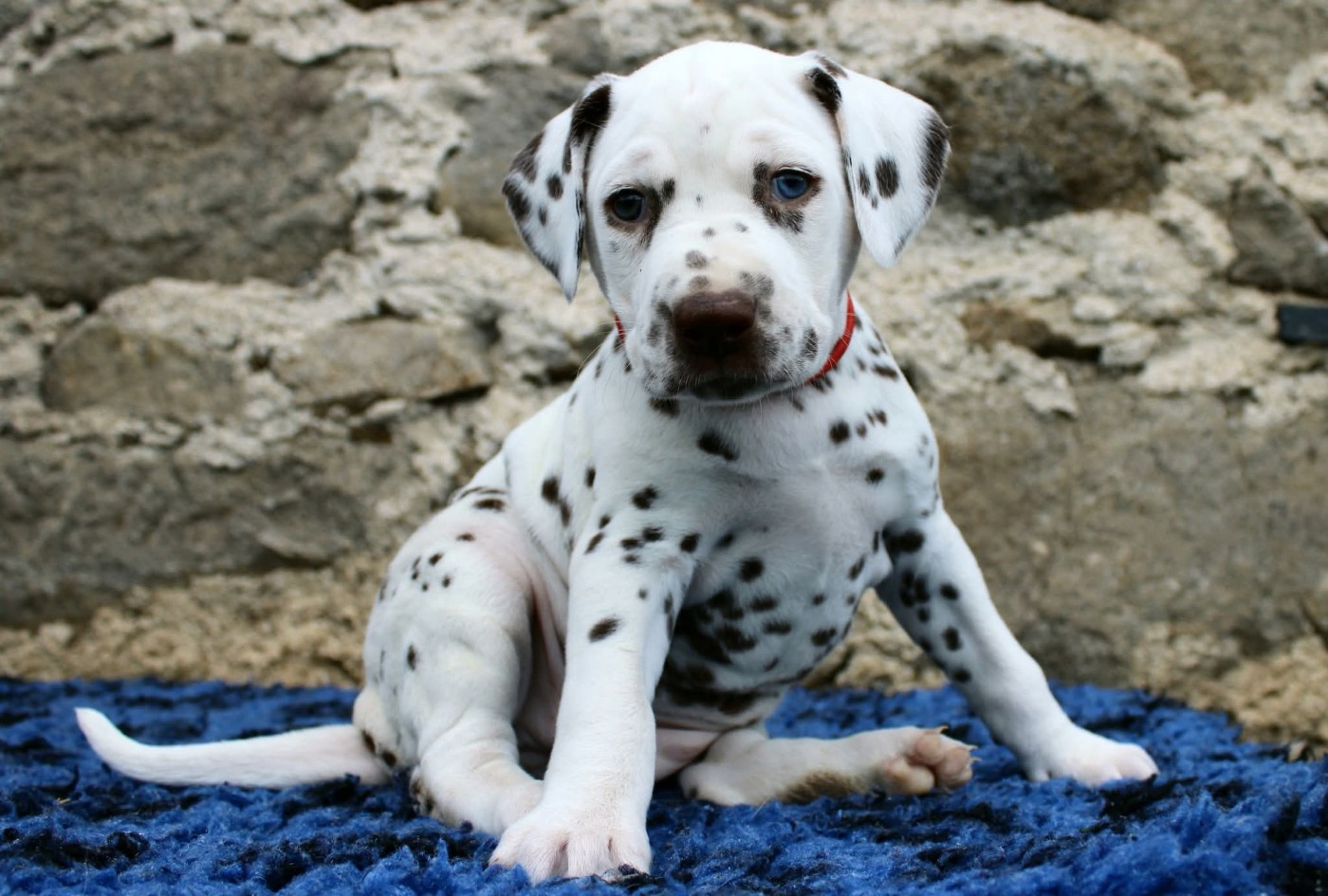 De La Vallée D'Ayme - Chiots disponibles - Dalmatien