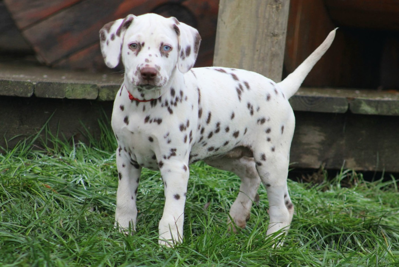 De La Vallée D'Ayme - Chiots disponibles - Dalmatien
