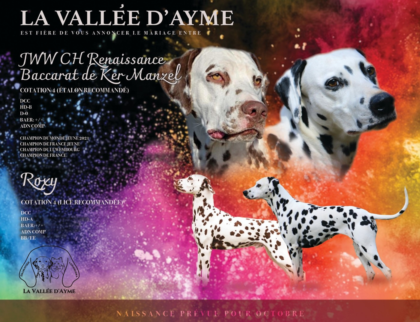 Chiot Dalmatien De La Vallée D'Ayme