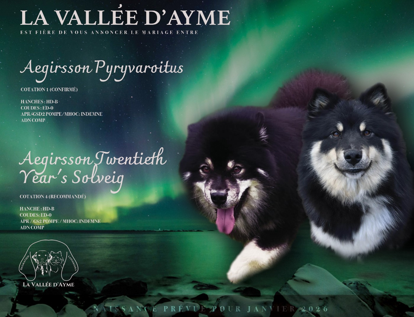 Chiot Chien finnois de Laponie De La Vallée D'Ayme