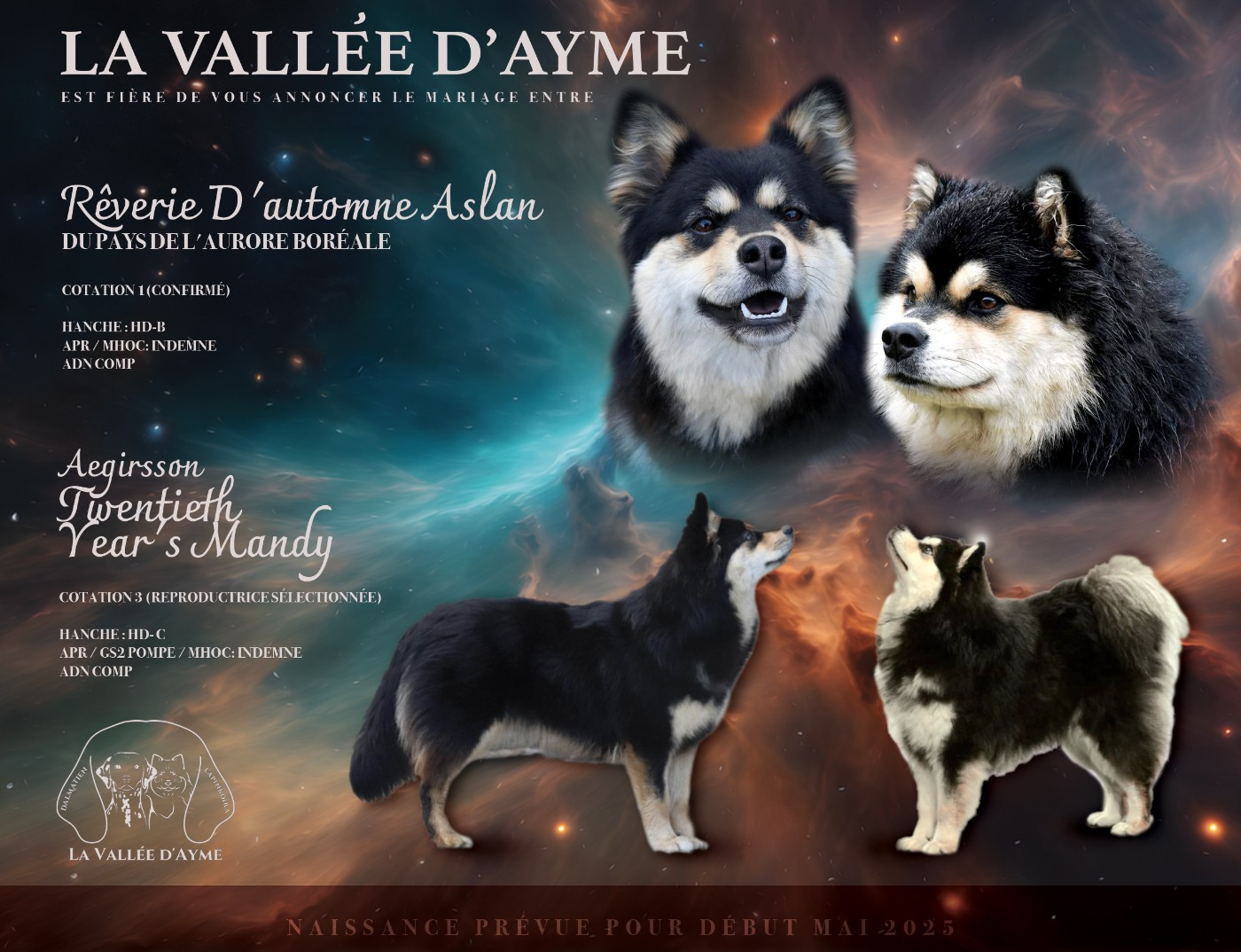 De La Vallée D'Ayme - Chien finnois de Laponie - Portée née le 05/05/2025