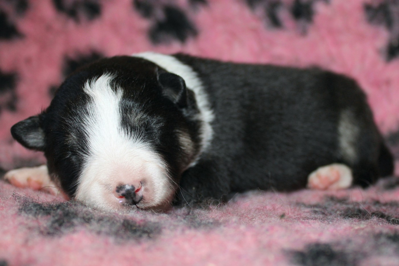 De La Vallée D'Ayme - Chiots disponibles - Chien finnois de Laponie