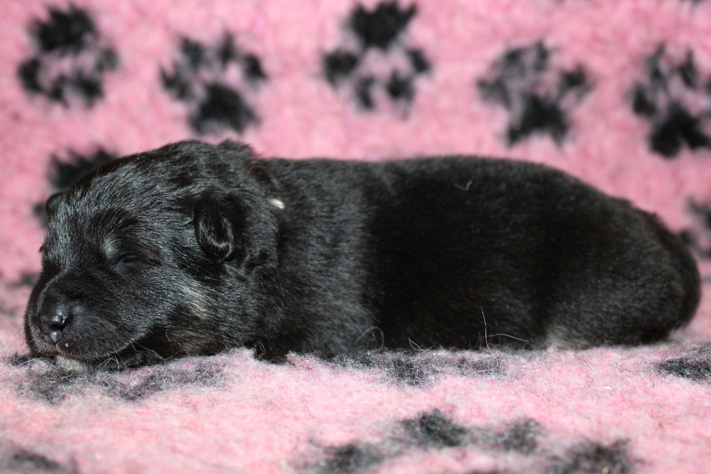 De La Vallée D'Ayme - Chiots disponibles - Chien finnois de Laponie