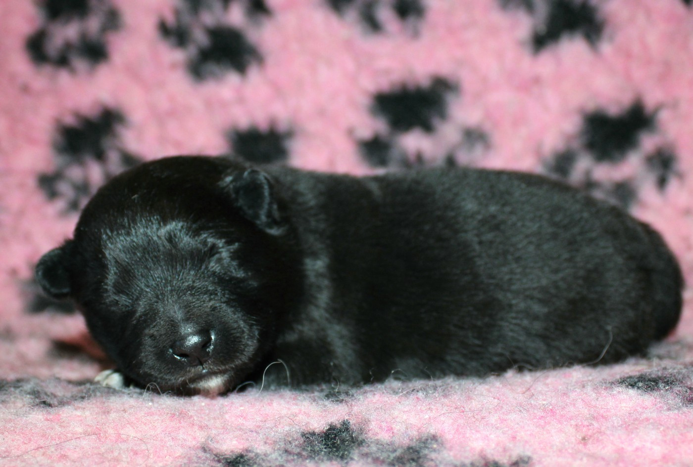 De La Vallée D'Ayme - Chiots disponibles - Chien finnois de Laponie