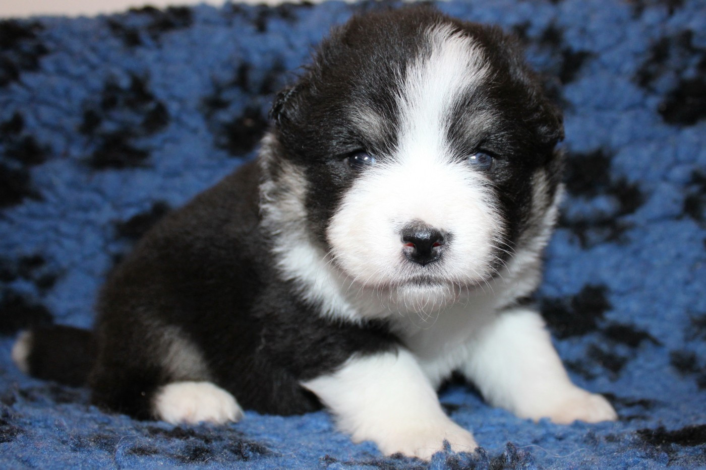 De La Vallée D'Ayme - Chiots disponibles - Chien finnois de Laponie