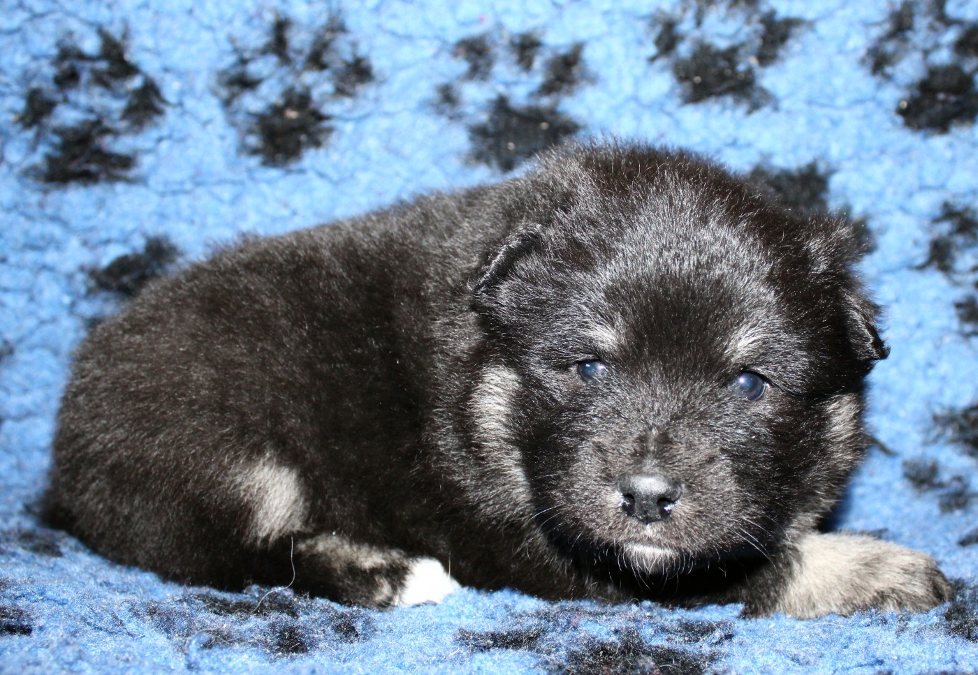 De La Vallée D'Ayme - Chiots disponibles - Chien finnois de Laponie