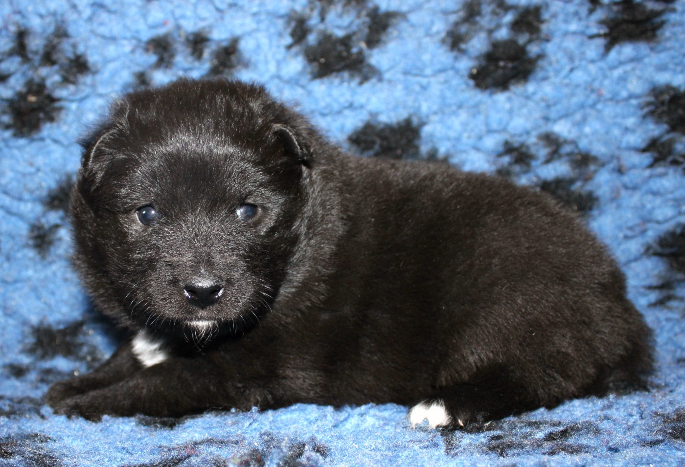 De La Vallée D'Ayme - Chiots disponibles - Chien finnois de Laponie