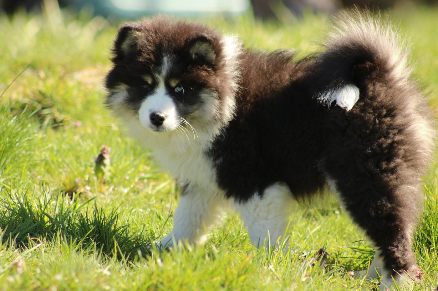 De La Vallée D'Ayme - Chiots disponibles - Chien finnois de Laponie