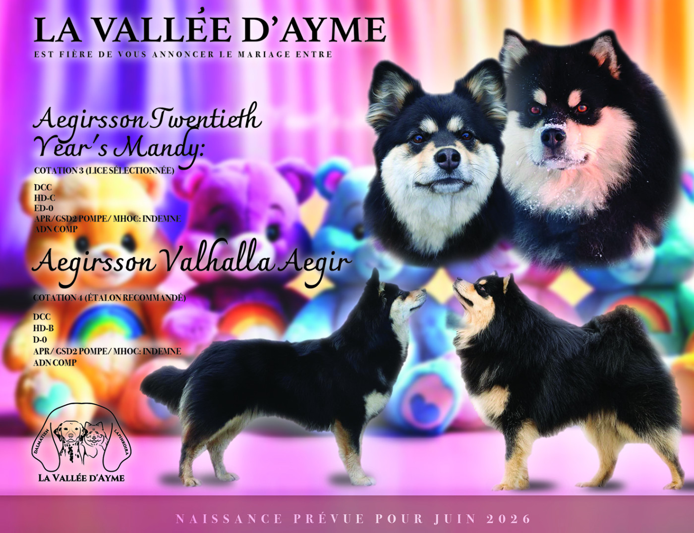 Chiot Chien finnois de Laponie De La Vallée D'Ayme