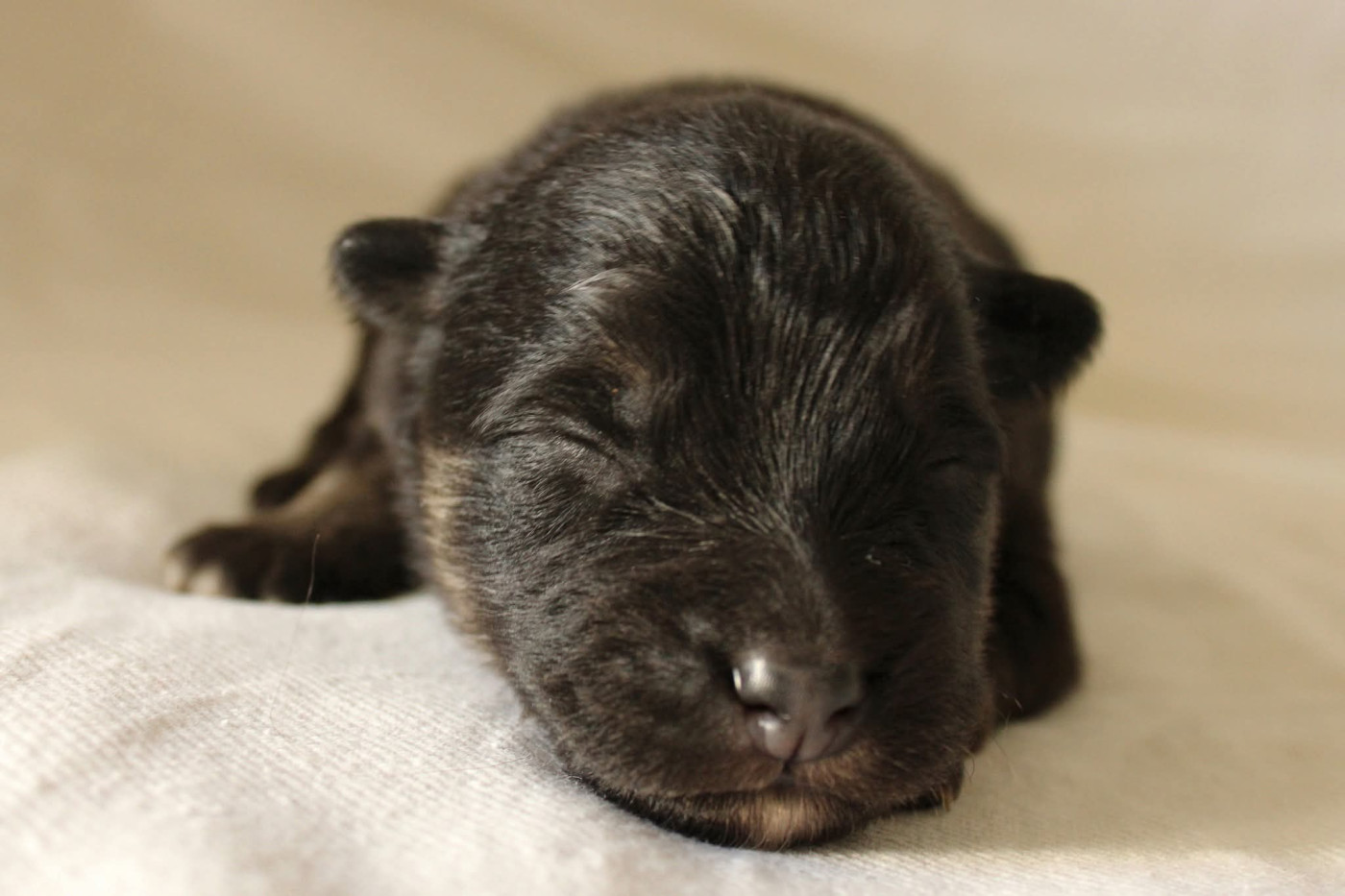 De La Vallée D'Ayme - Chiots disponibles - Chien finnois de Laponie