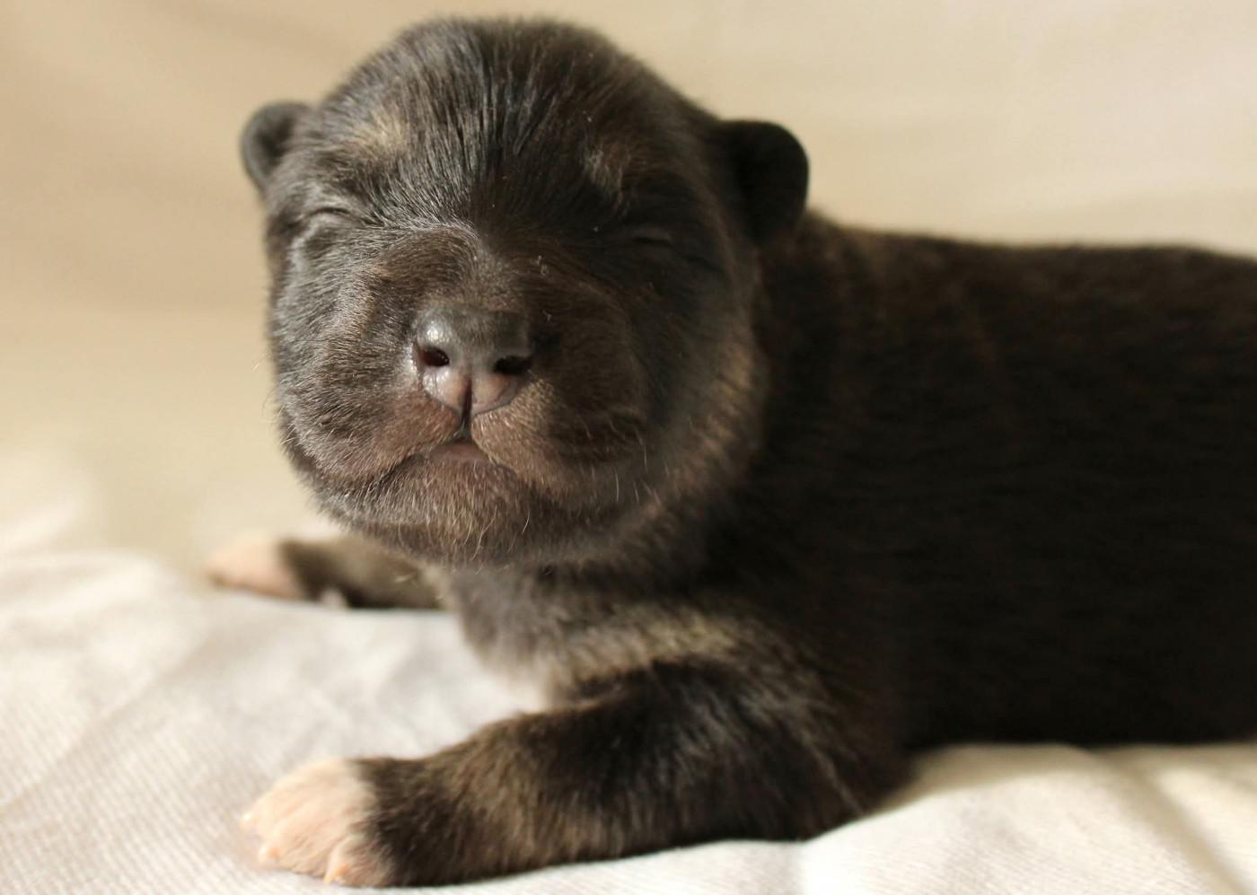 De La Vallée D'Ayme - Chiots disponibles - Chien finnois de Laponie