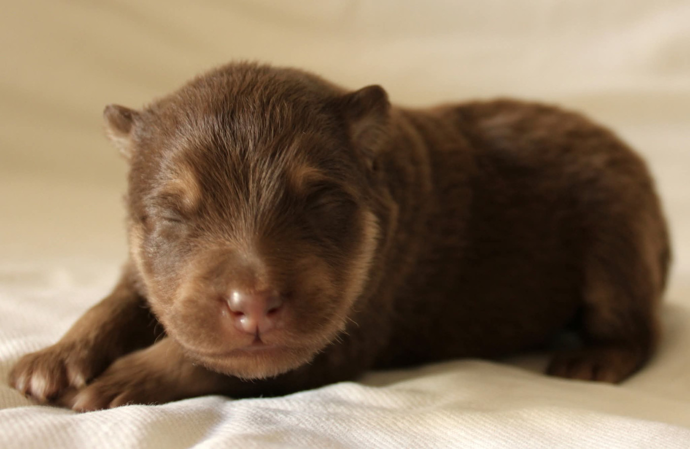 De La Vallée D'Ayme - Chiots disponibles - Chien finnois de Laponie