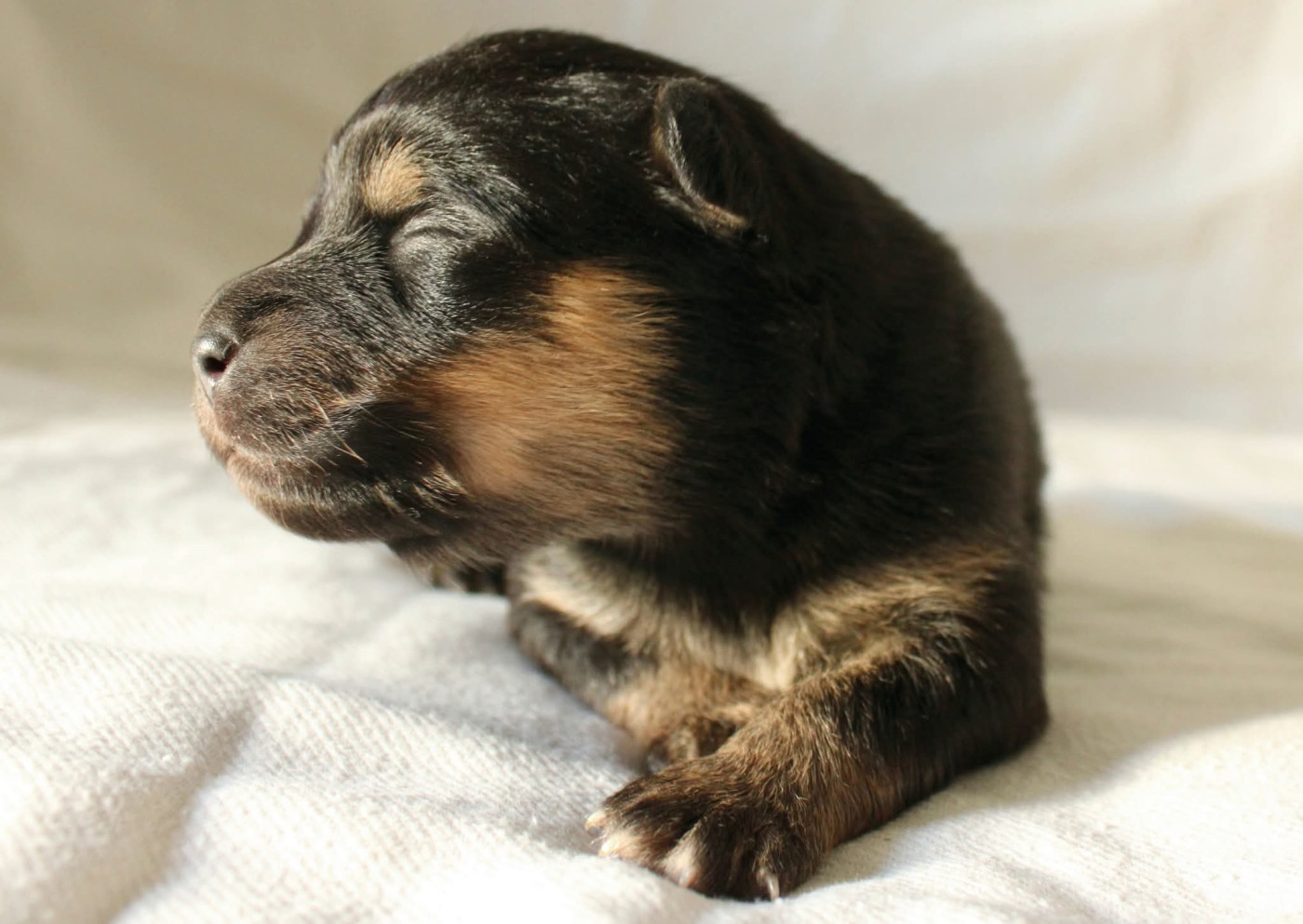 De La Vallée D'Ayme - Chiots disponibles - Chien finnois de Laponie