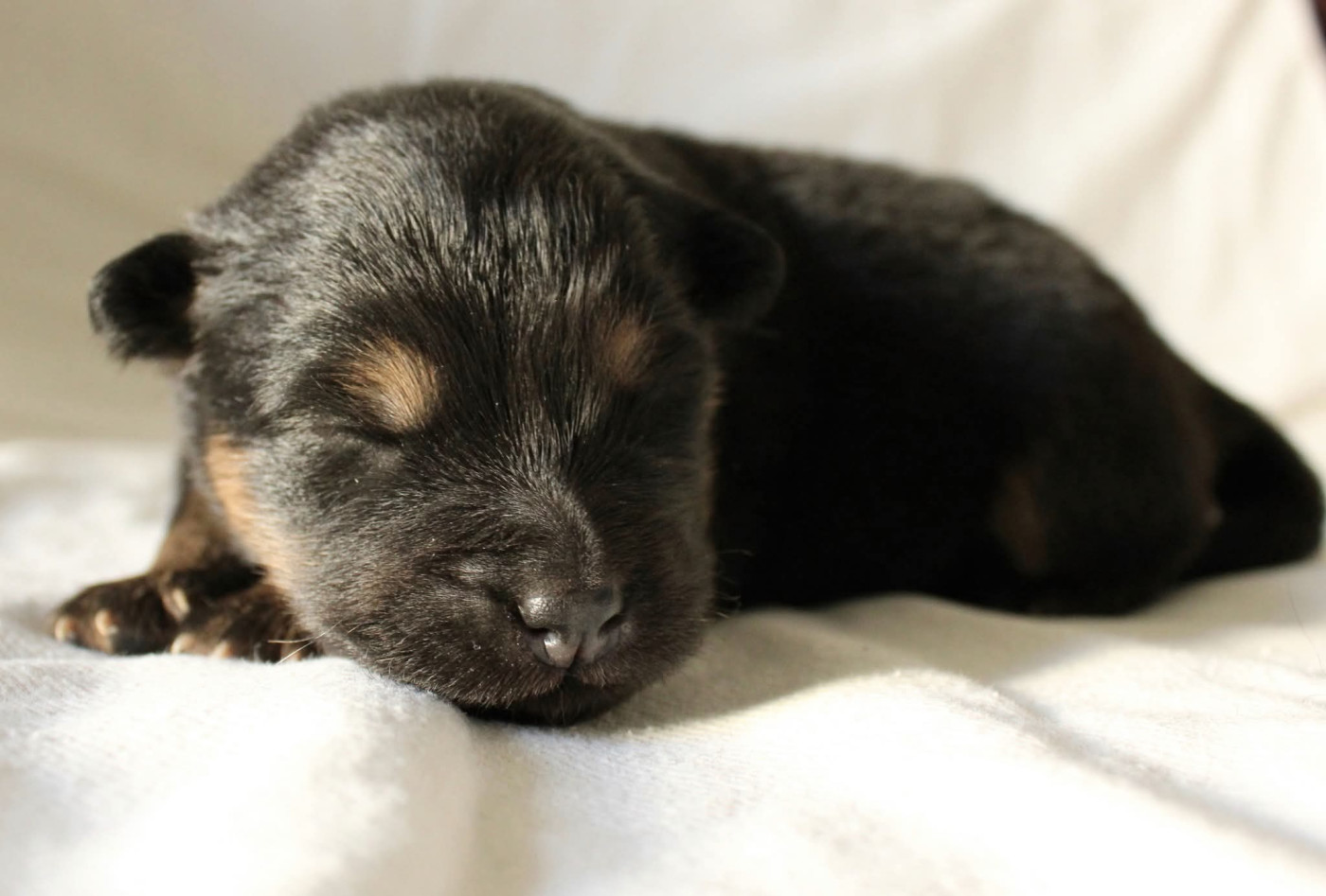 De La Vallée D'Ayme - Chiots disponibles - Chien finnois de Laponie