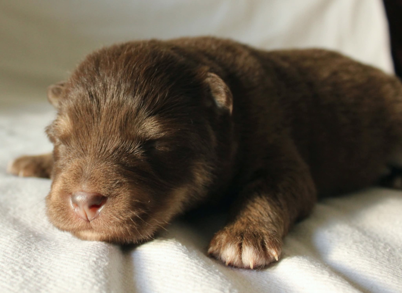 De La Vallée D'Ayme - Chiots disponibles - Chien finnois de Laponie