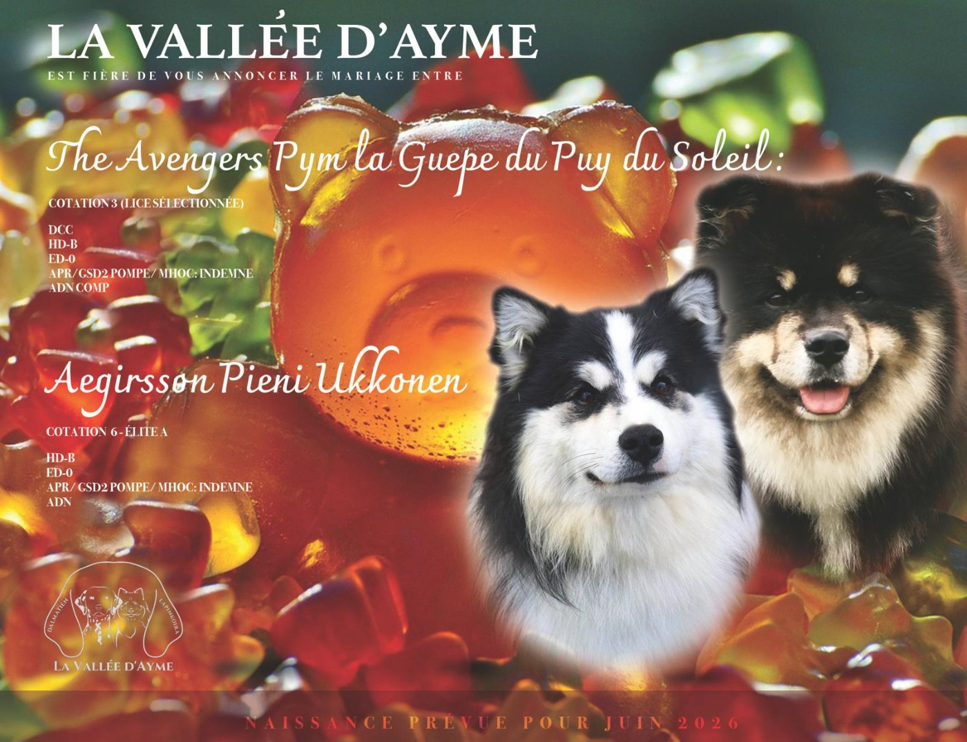 Chiot Chien finnois de Laponie De La Vallée D'Ayme