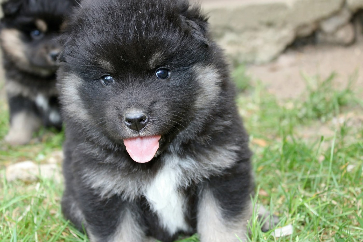 De La Vallée D'Ayme - Chiots disponibles - Chien finnois de Laponie