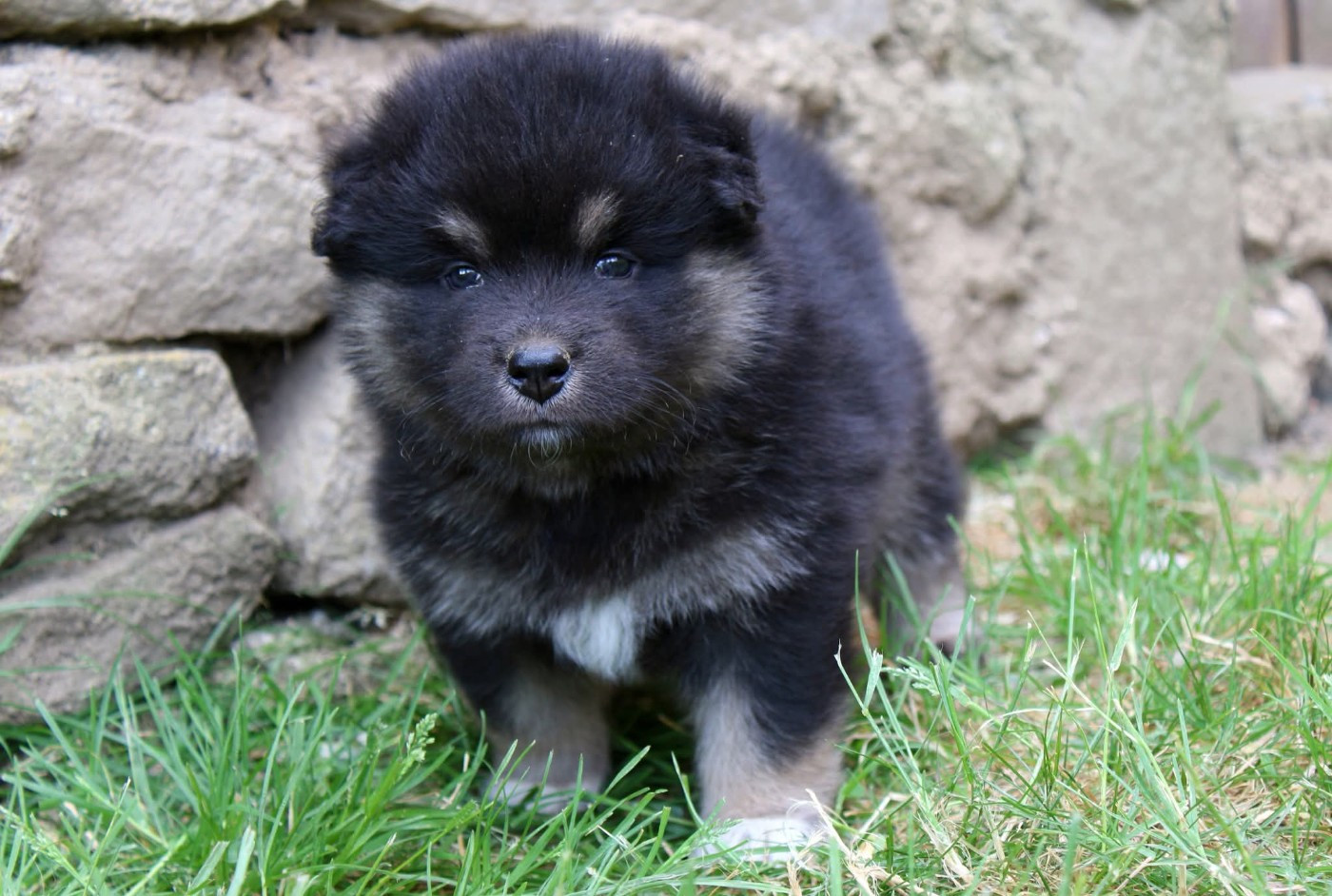 De La Vallée D'Ayme - Chiots disponibles - Chien finnois de Laponie