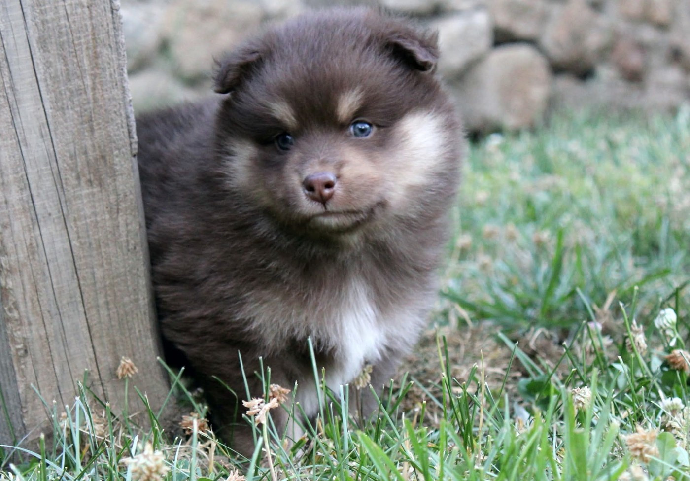 De La Vallée D'Ayme - Chiots disponibles - Chien finnois de Laponie