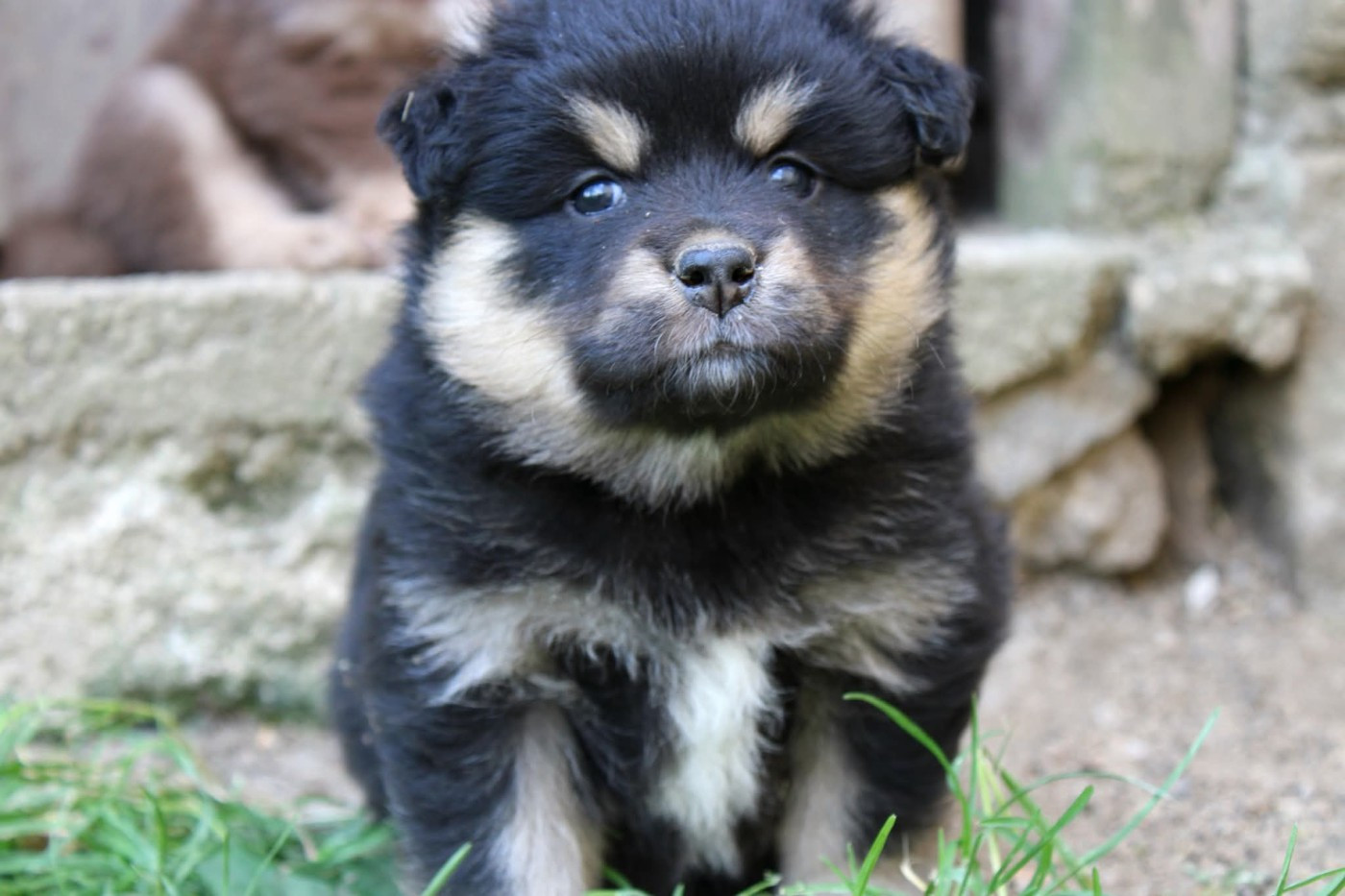 De La Vallée D'Ayme - Chiots disponibles - Chien finnois de Laponie