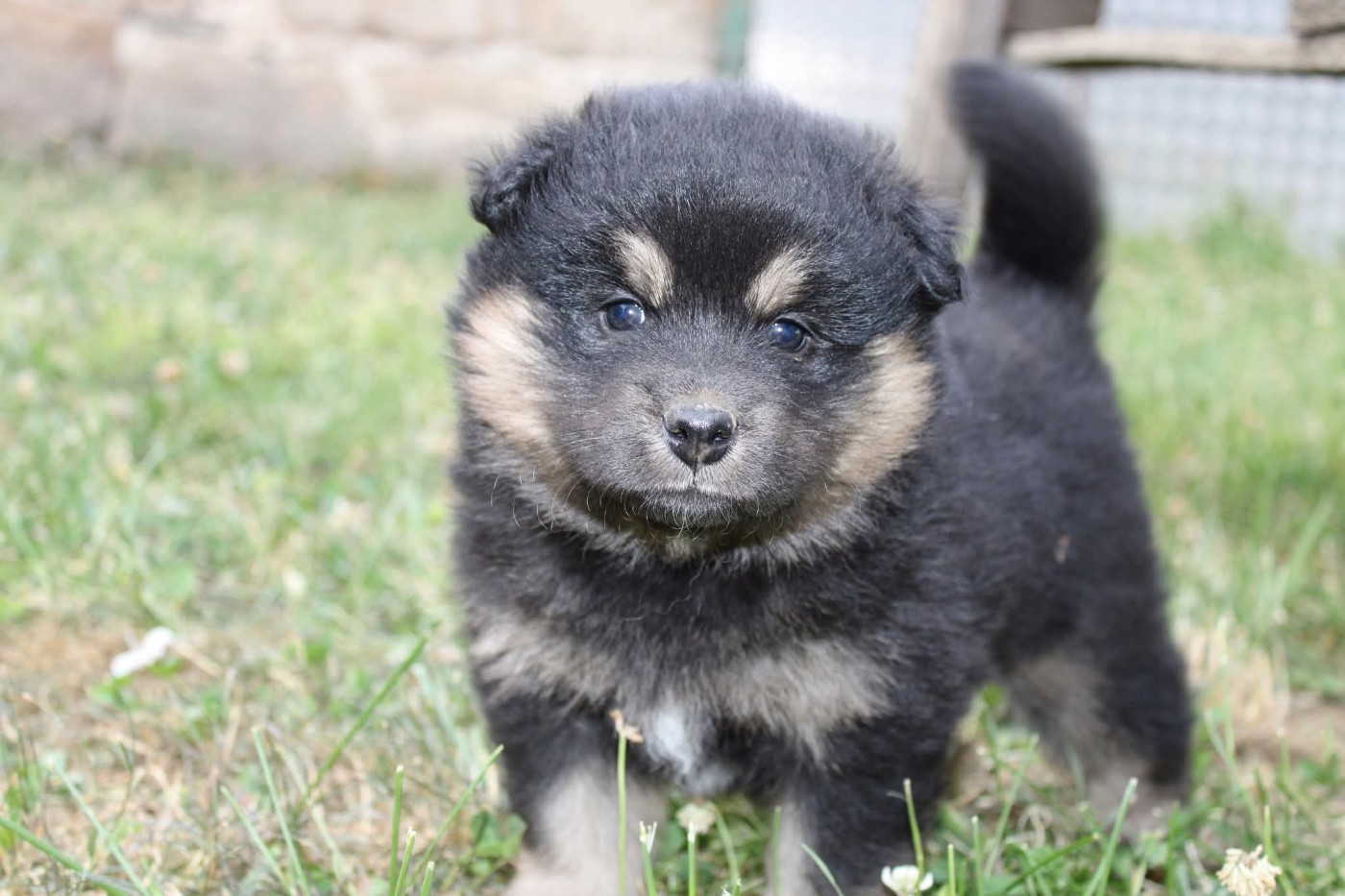 De La Vallée D'Ayme - Chiots disponibles - Chien finnois de Laponie