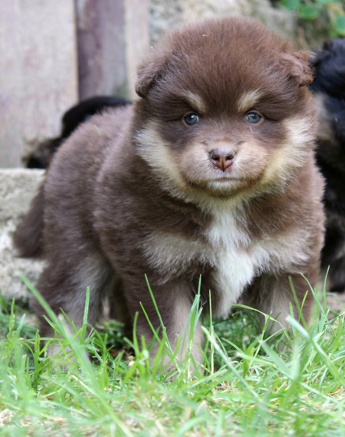 De La Vallée D'Ayme - Chiots disponibles - Chien finnois de Laponie