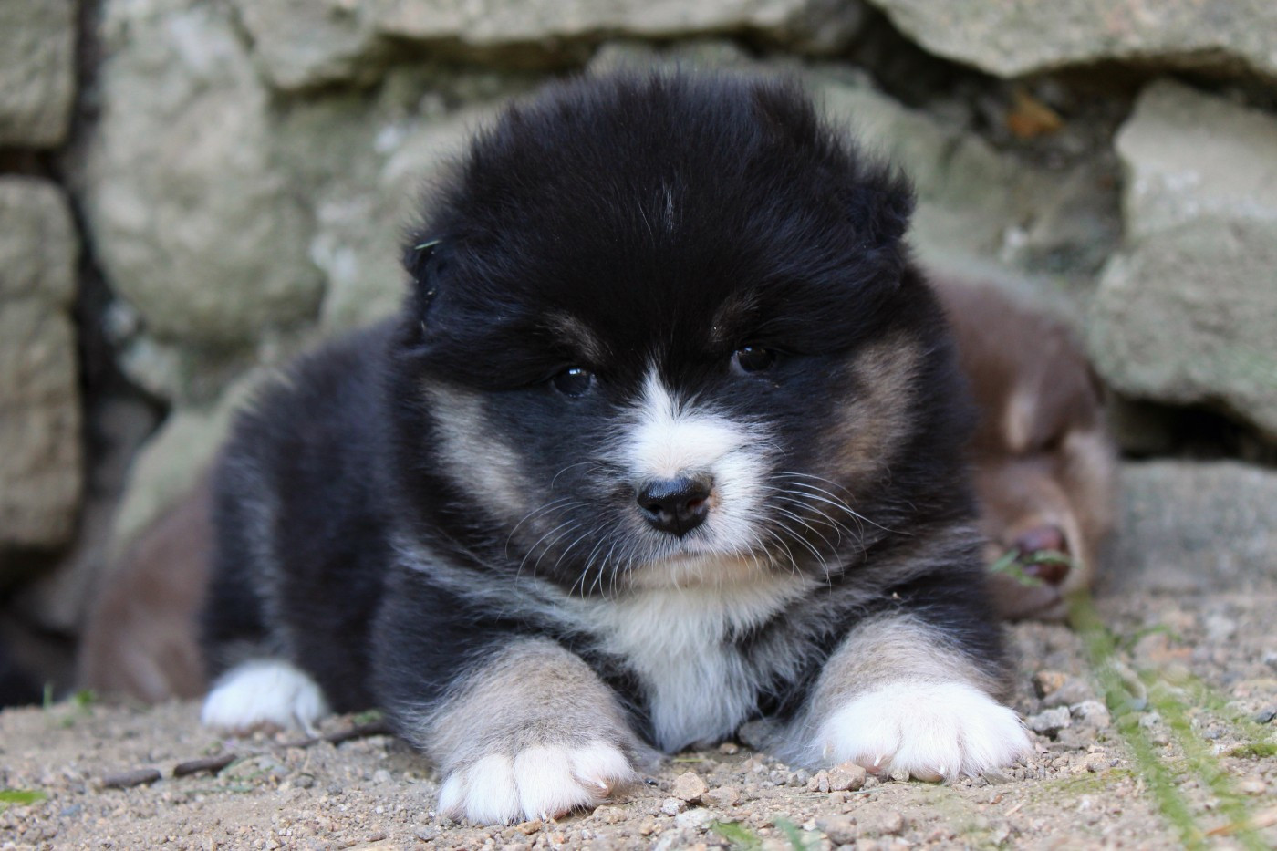 De La Vallée D'Ayme - Chiots disponibles - Chien finnois de Laponie