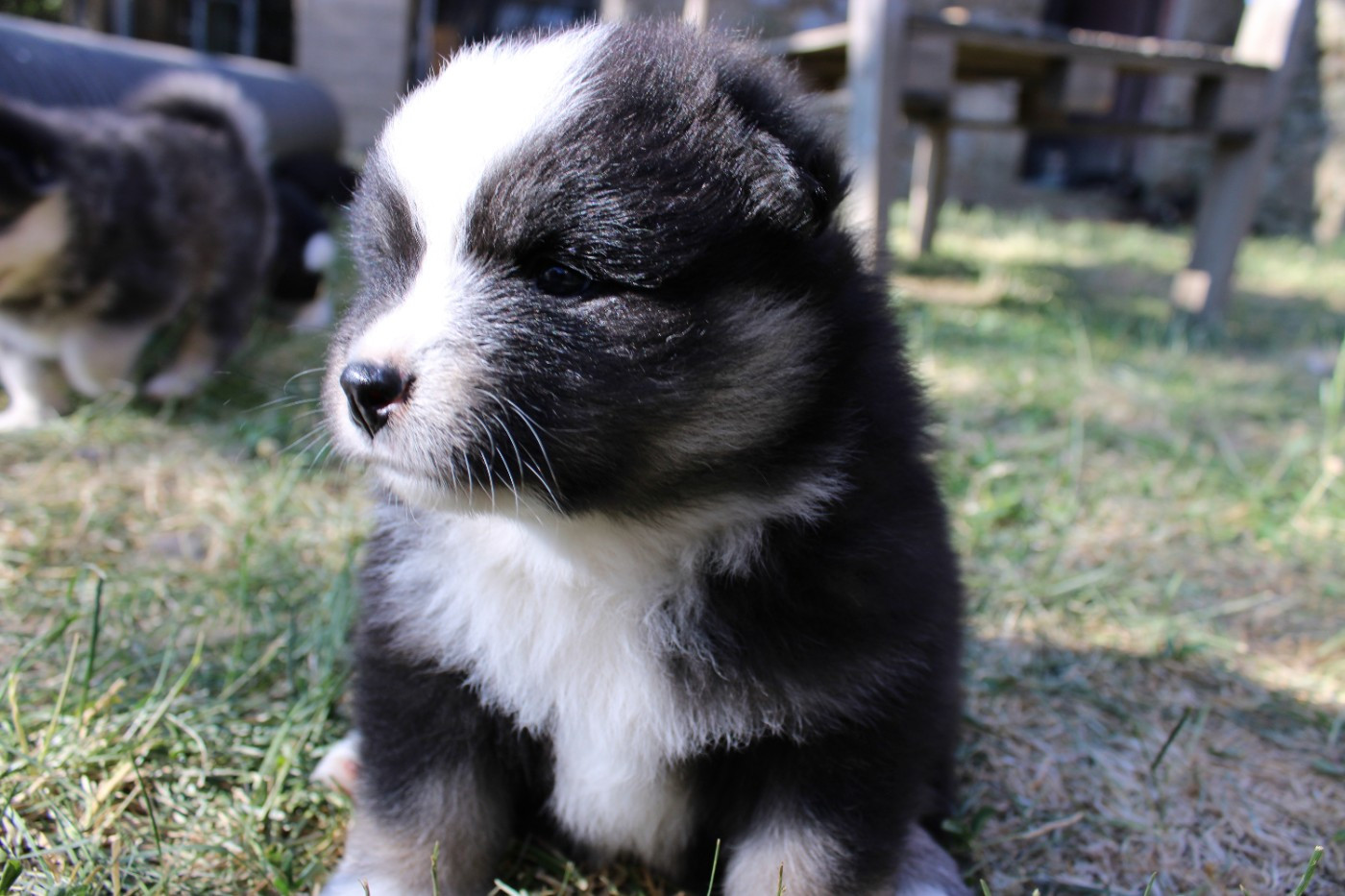 De La Vallée D'Ayme - Chiots disponibles - Chien finnois de Laponie