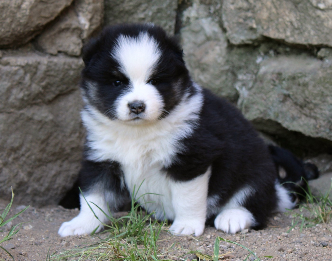 De La Vallée D'Ayme - Chiots disponibles - Chien finnois de Laponie