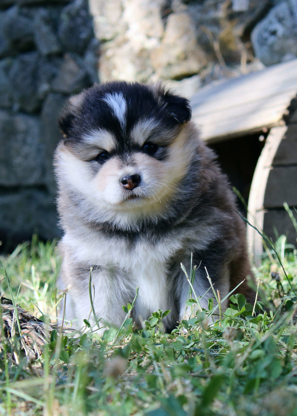 De La Vallée D'Ayme - Chiots disponibles - Chien finnois de Laponie