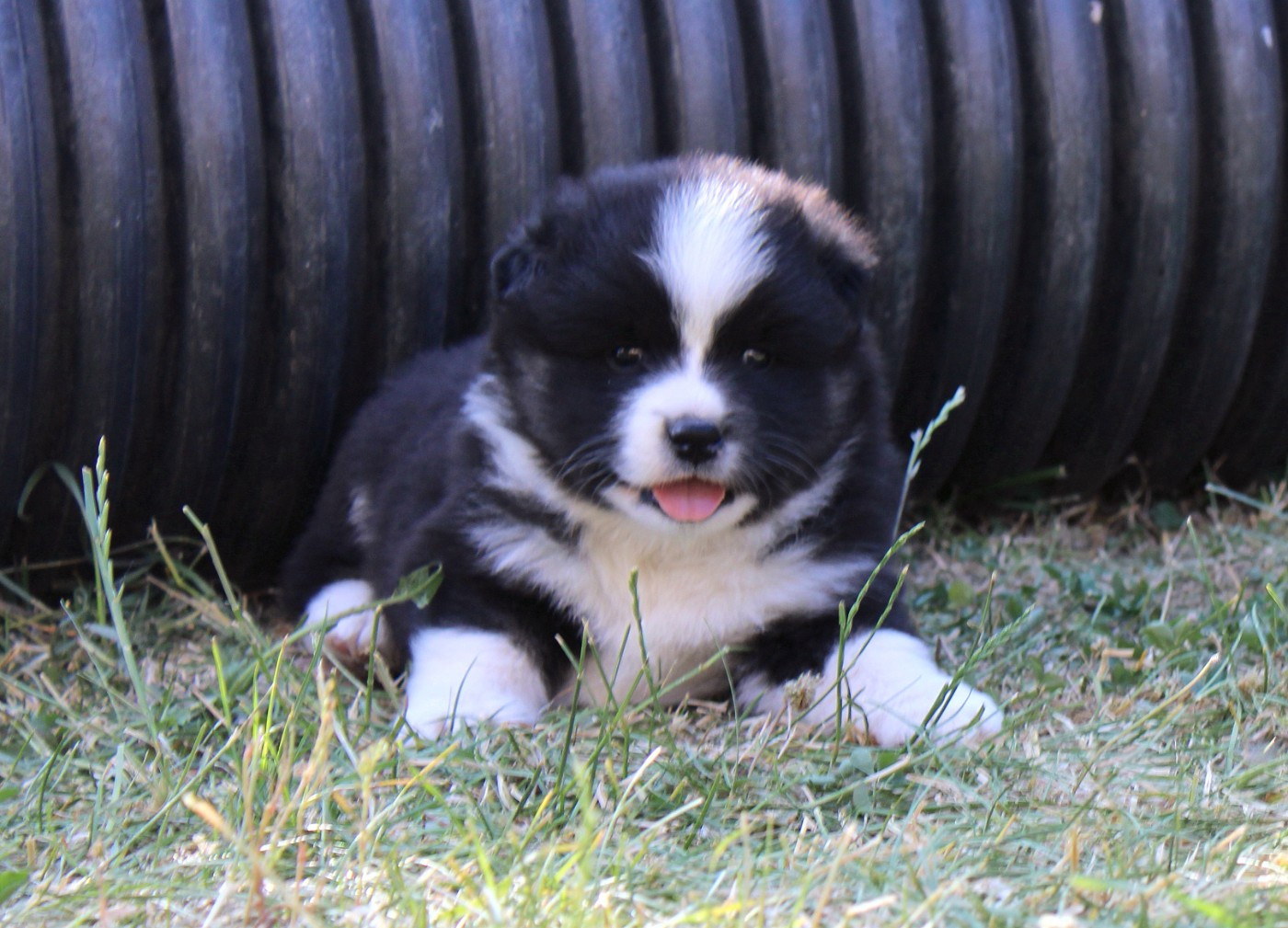 De La Vallée D'Ayme - Chiots disponibles - Chien finnois de Laponie