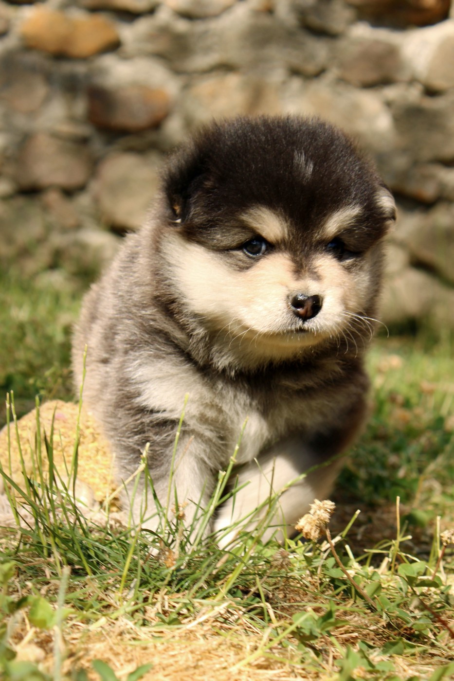 De La Vallée D'Ayme - Chiots disponibles - Chien finnois de Laponie