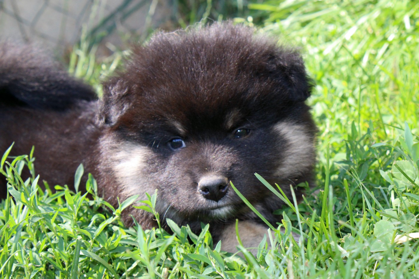 De La Vallée D'Ayme - Chiots disponibles - Chien finnois de Laponie