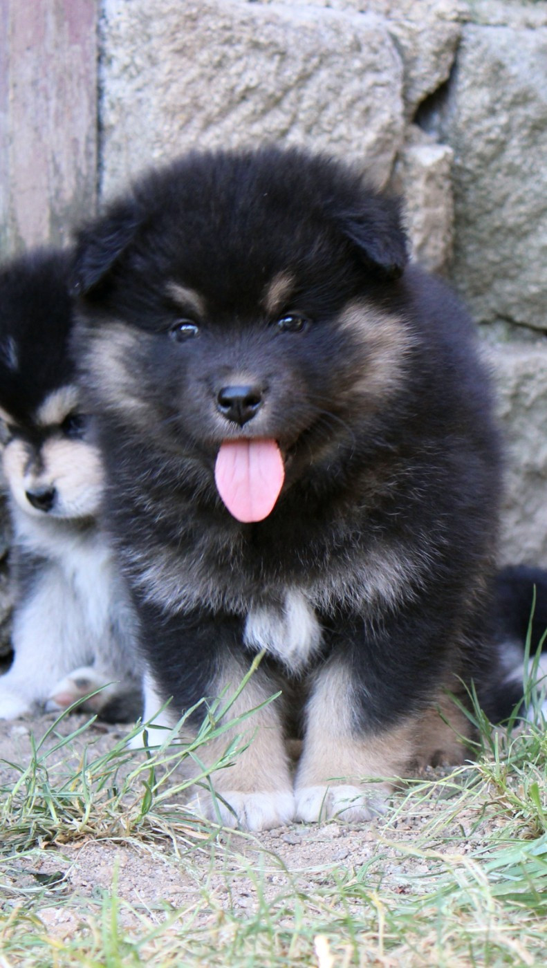 De La Vallée D'Ayme - Chiots disponibles - Chien finnois de Laponie