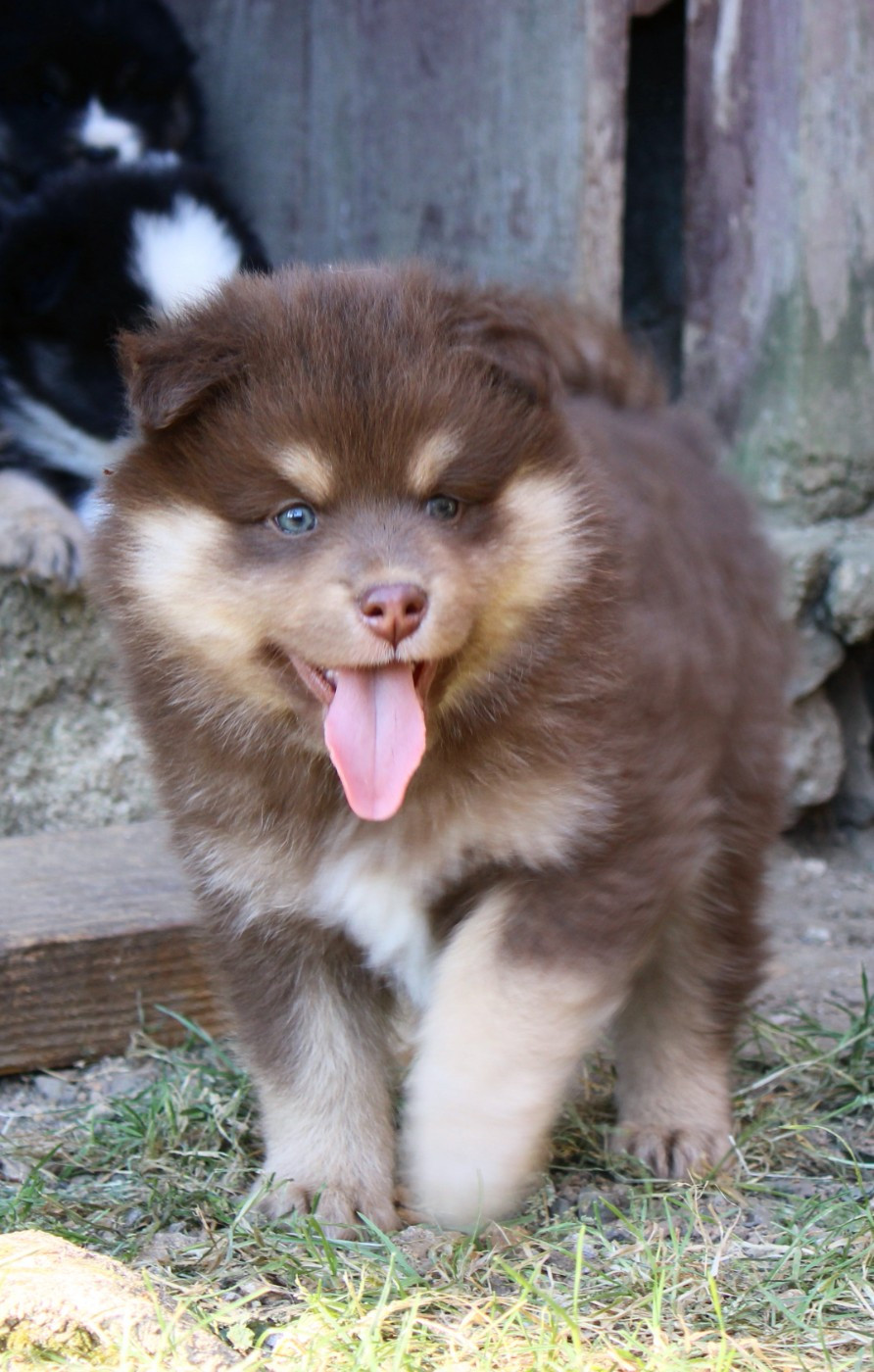 De La Vallée D'Ayme - Chiots disponibles - Chien finnois de Laponie