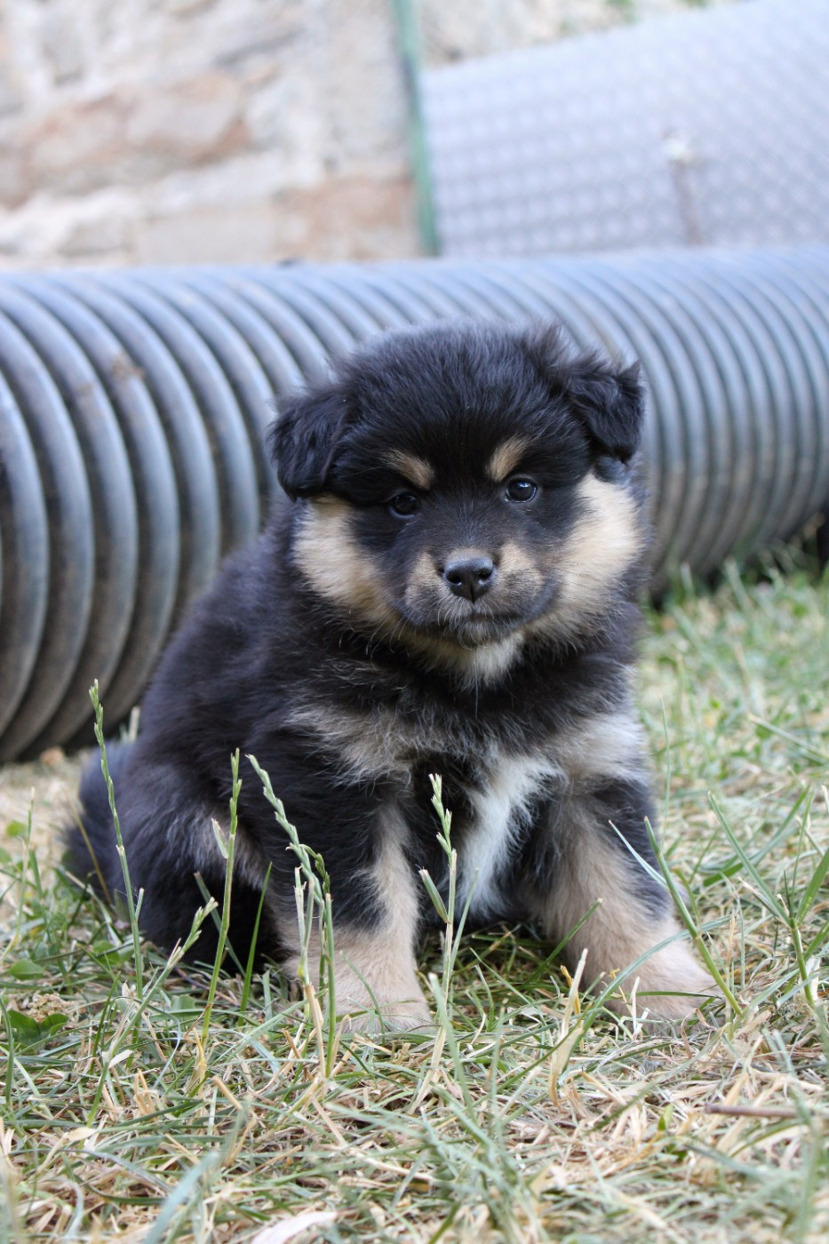 De La Vallée D'Ayme - Chiots disponibles - Chien finnois de Laponie