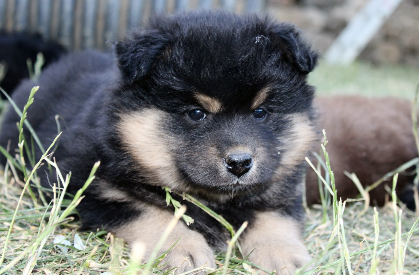 De La Vallée D'Ayme - Chiots disponibles - Chien finnois de Laponie