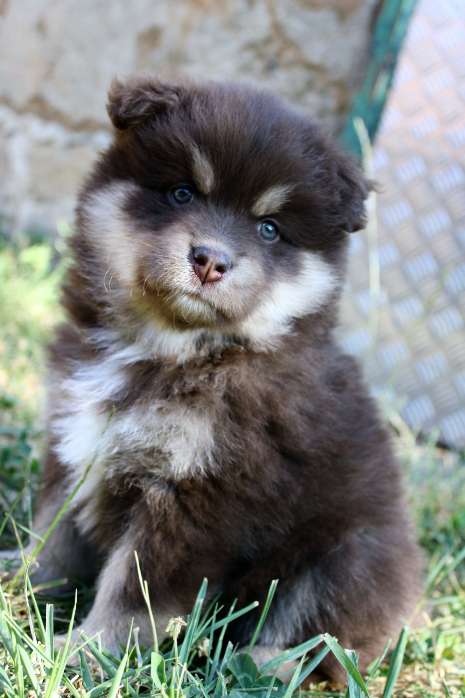 De La Vallée D'Ayme - Chiots disponibles - Chien finnois de Laponie
