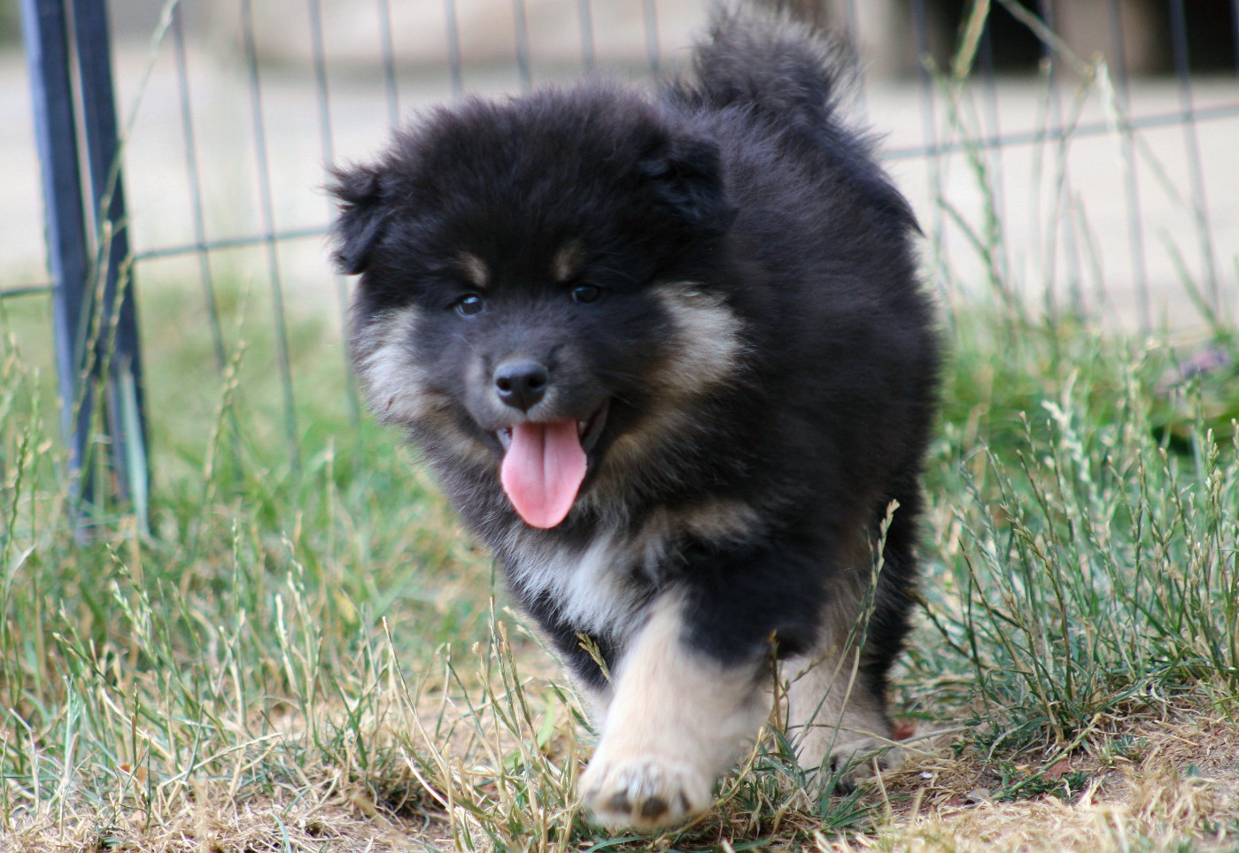 De La Vallée D'Ayme - Chiots disponibles - Chien finnois de Laponie