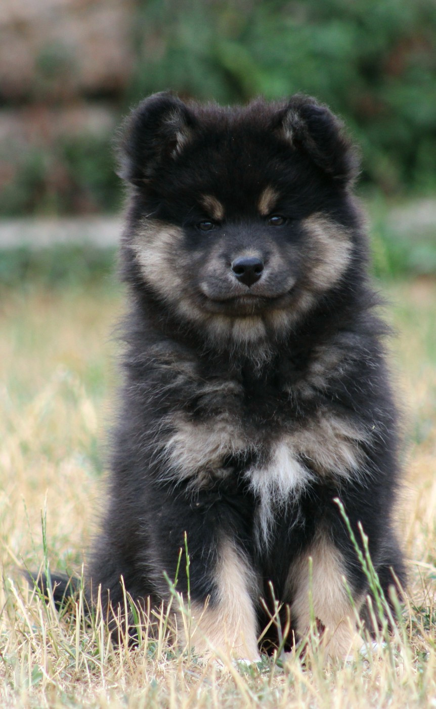 De La Vallée D'Ayme - Chiots disponibles - Chien finnois de Laponie