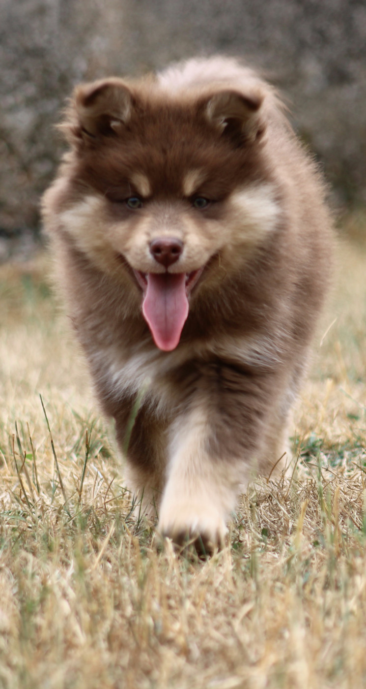 De La Vallée D'Ayme - Chiots disponibles - Chien finnois de Laponie