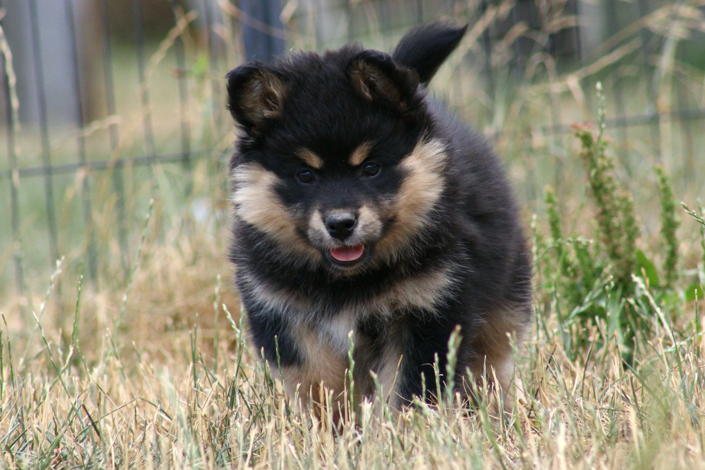 De La Vallée D'Ayme - Chiots disponibles - Chien finnois de Laponie
