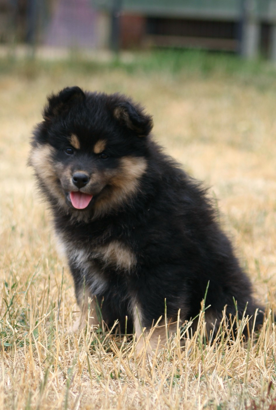 De La Vallée D'Ayme - Chiots disponibles - Chien finnois de Laponie